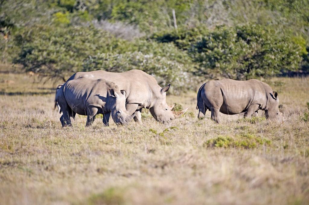 Hlosi Game Lodge - Amakhala Game Reserve Buyskloof Zewnętrze zdjęcie