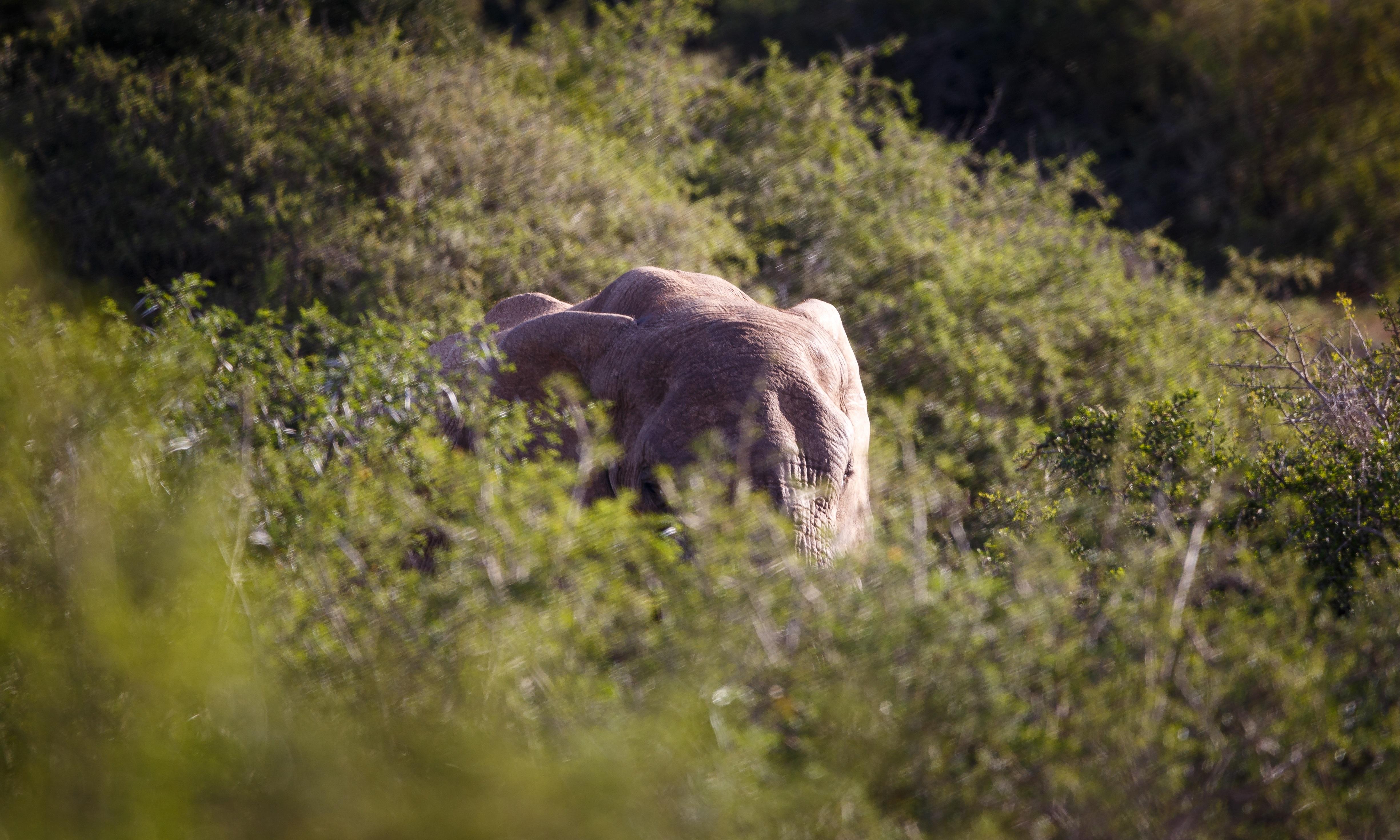 Hlosi Game Lodge - Amakhala Game Reserve Buyskloof Zewnętrze zdjęcie