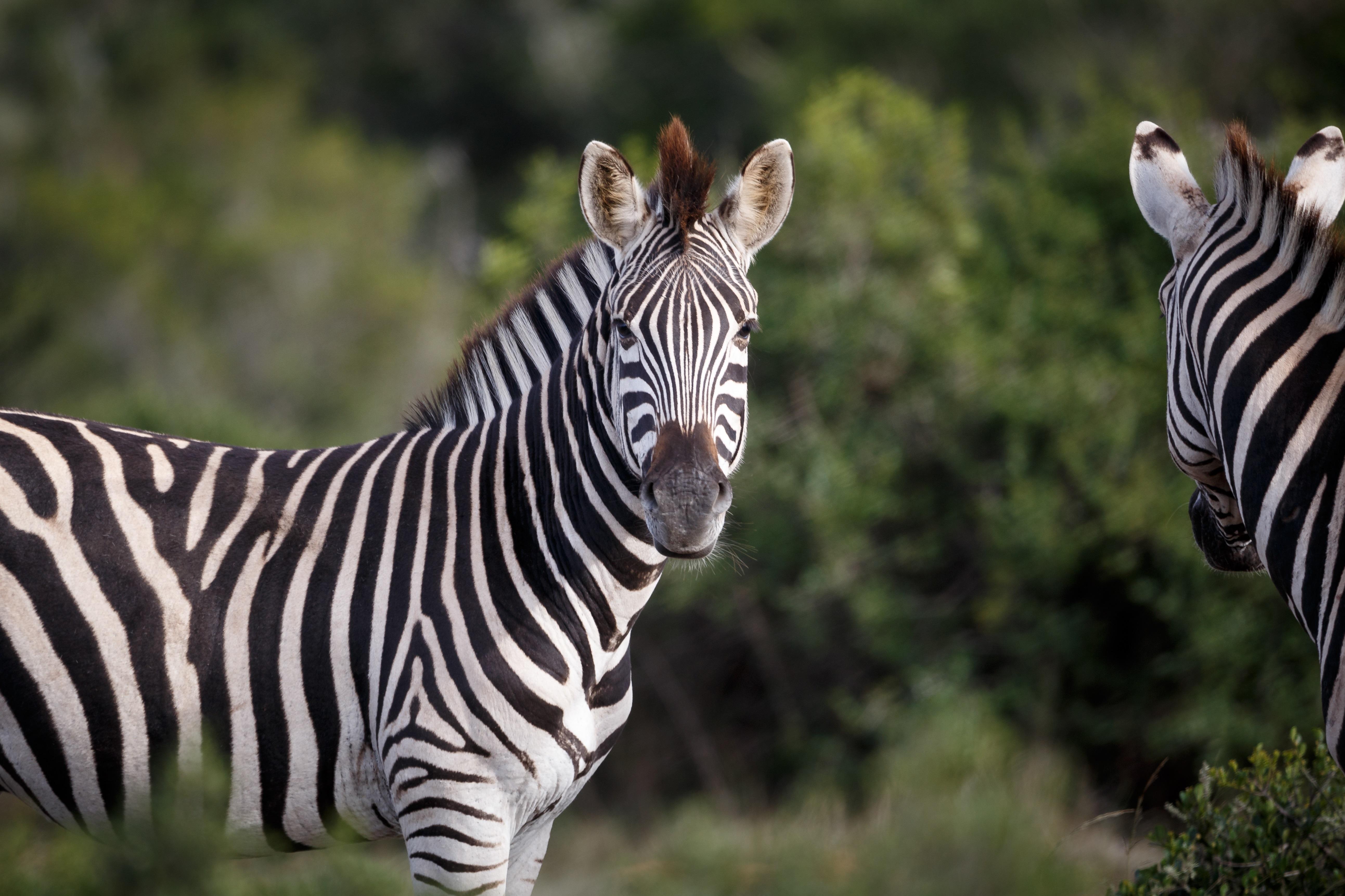 Hlosi Game Lodge - Amakhala Game Reserve Buyskloof Zewnętrze zdjęcie