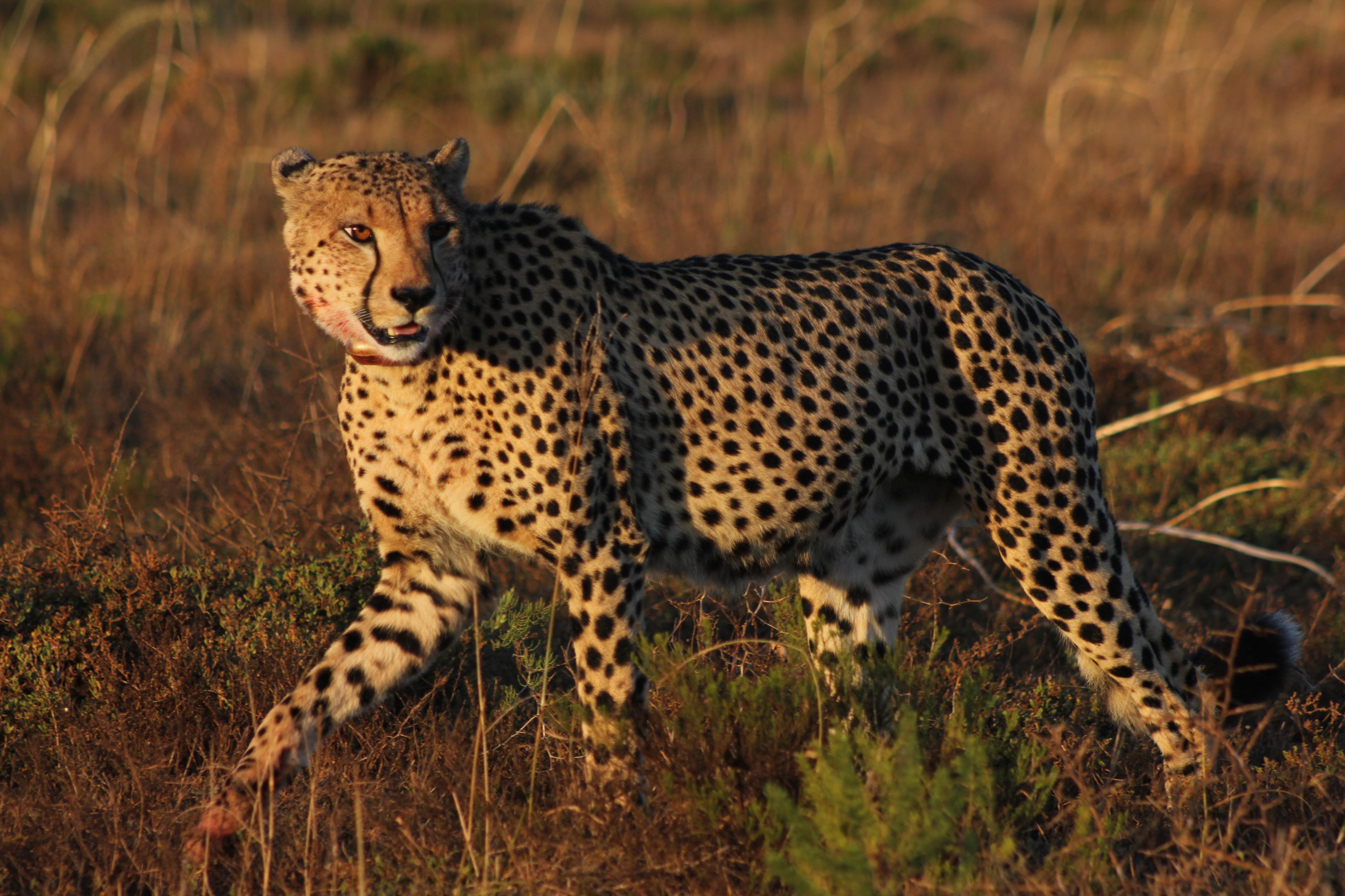 Hlosi Game Lodge - Amakhala Game Reserve Buyskloof Zewnętrze zdjęcie