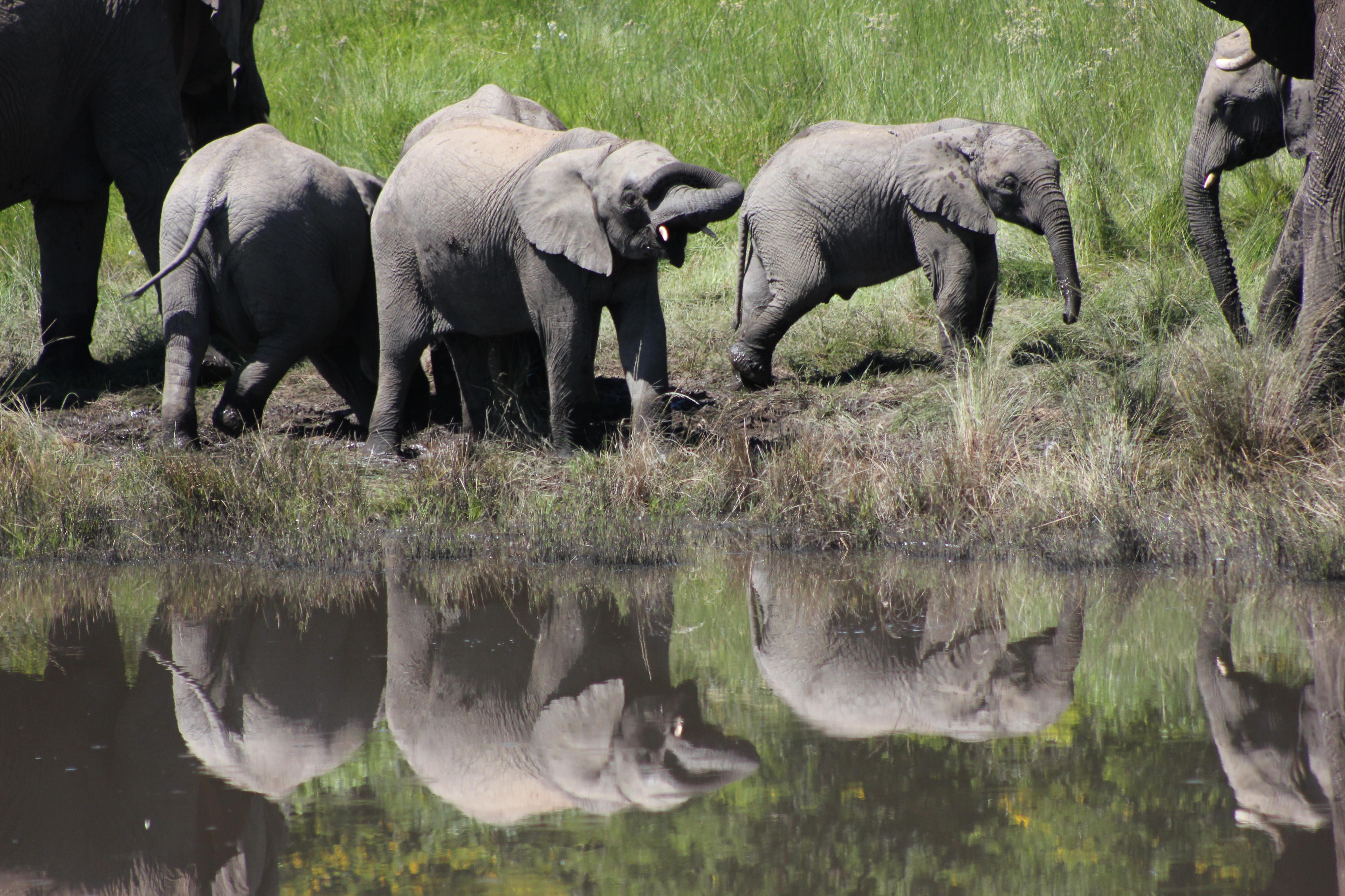 Hlosi Game Lodge - Amakhala Game Reserve Buyskloof Zewnętrze zdjęcie