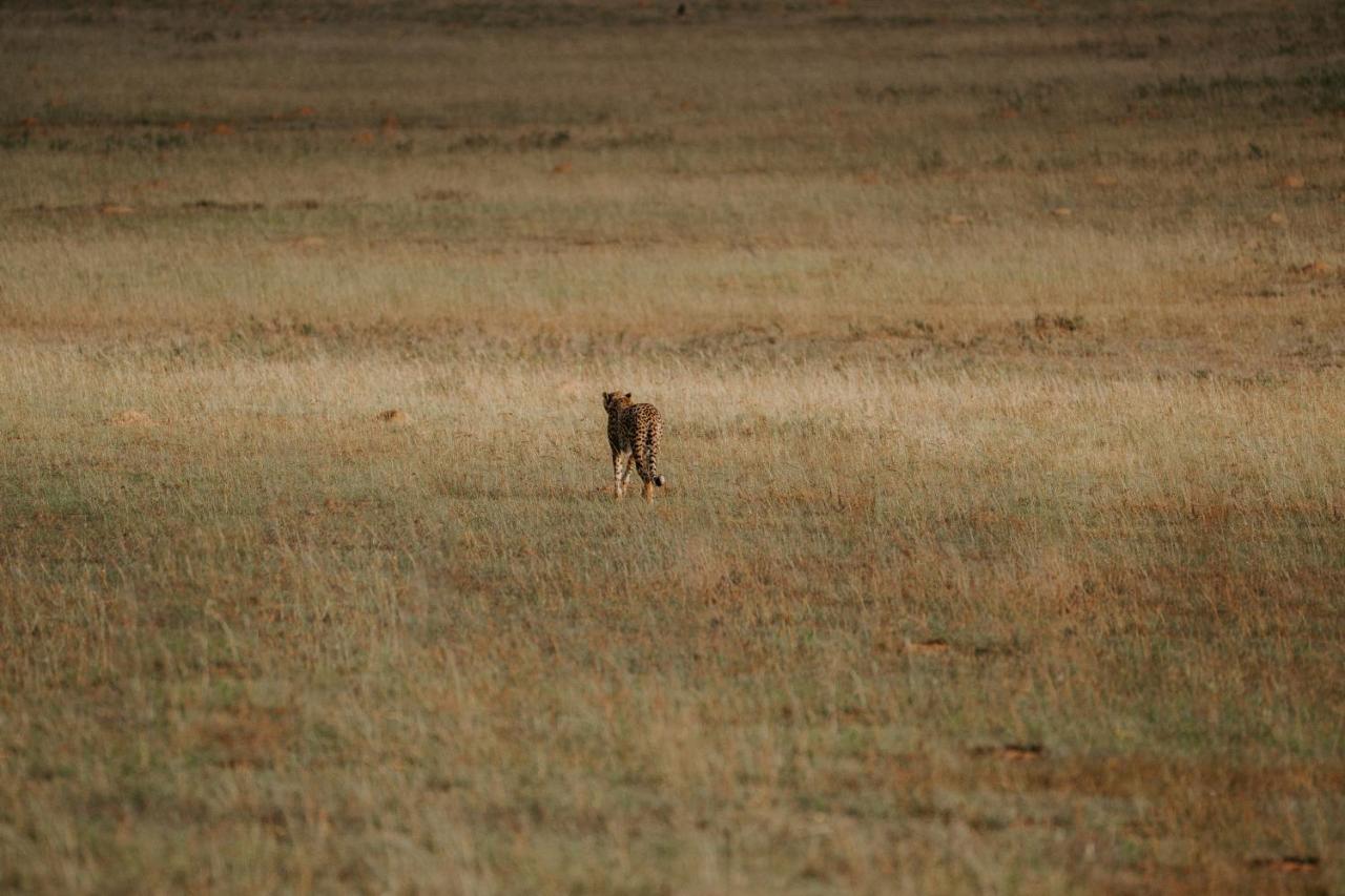 Hlosi Game Lodge - Amakhala Game Reserve Buyskloof Zewnętrze zdjęcie