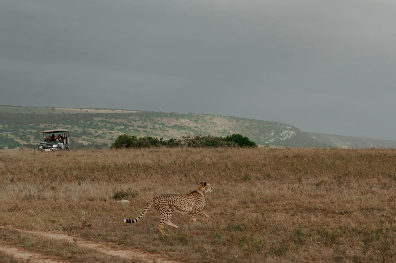 Hlosi Game Lodge - Amakhala Game Reserve Buyskloof Zewnętrze zdjęcie