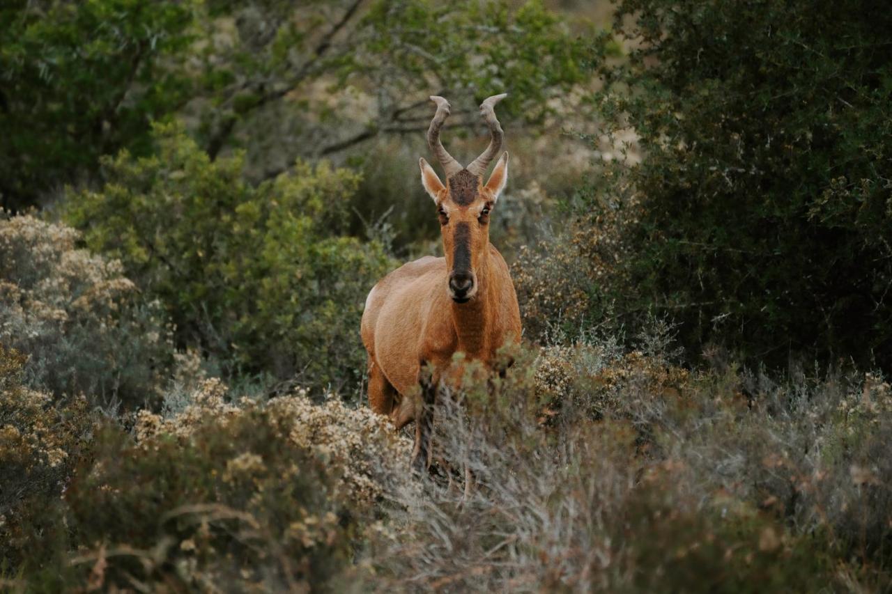 Hlosi Game Lodge - Amakhala Game Reserve Buyskloof Zewnętrze zdjęcie