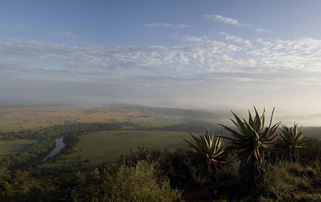 Hlosi Game Lodge - Amakhala Game Reserve Buyskloof Zewnętrze zdjęcie